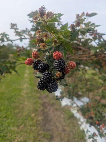 Ripe blackberries on trellis